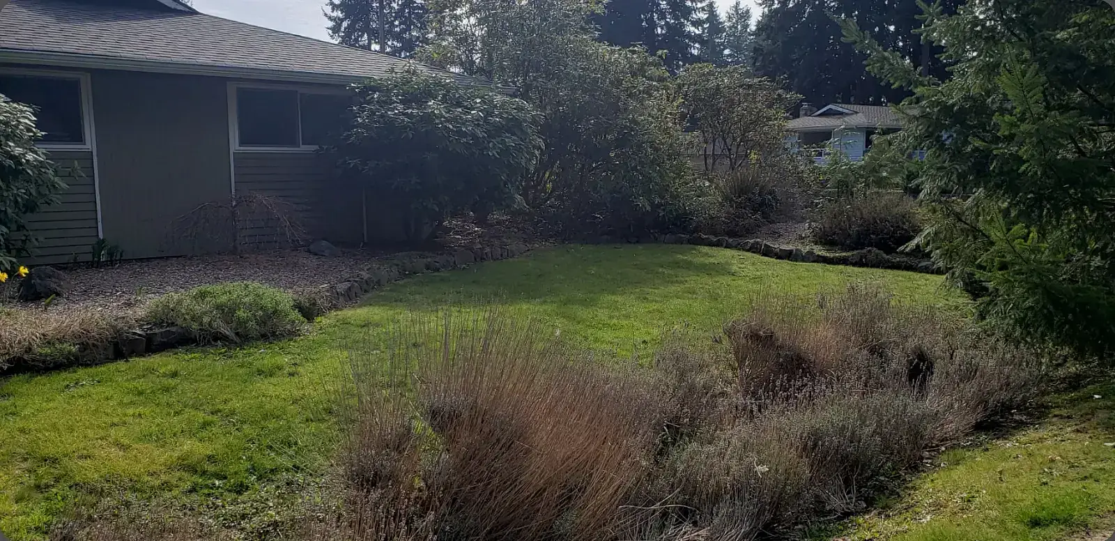 Before: Weedy, neglected lawn in Longmont