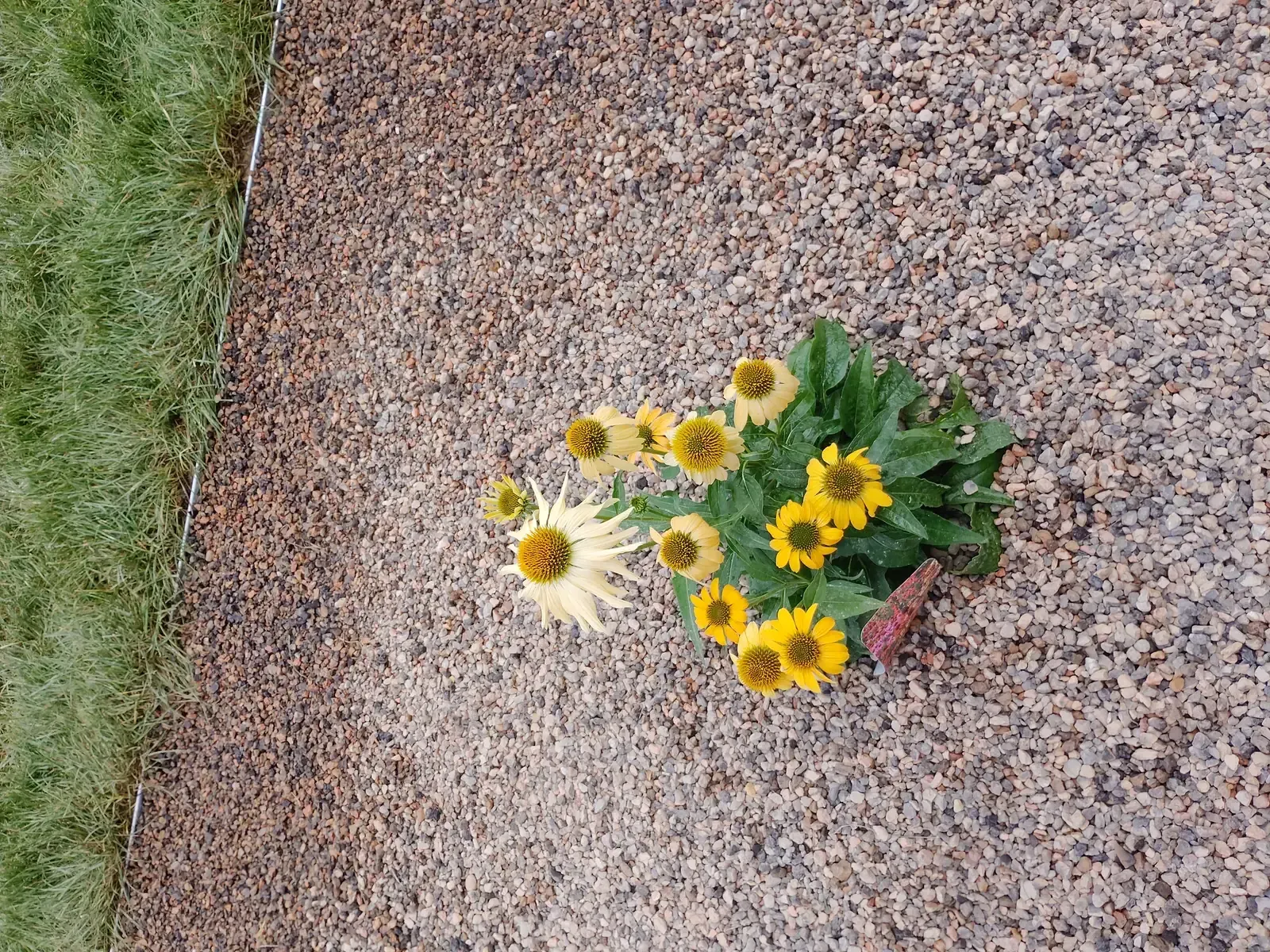 Golden Yellow Coneflower