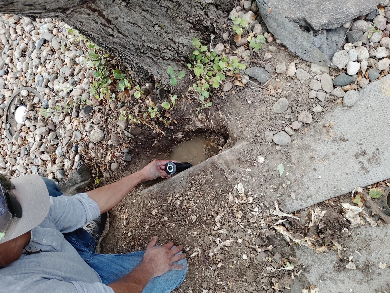 Sprinkler repair underway near a mature tree