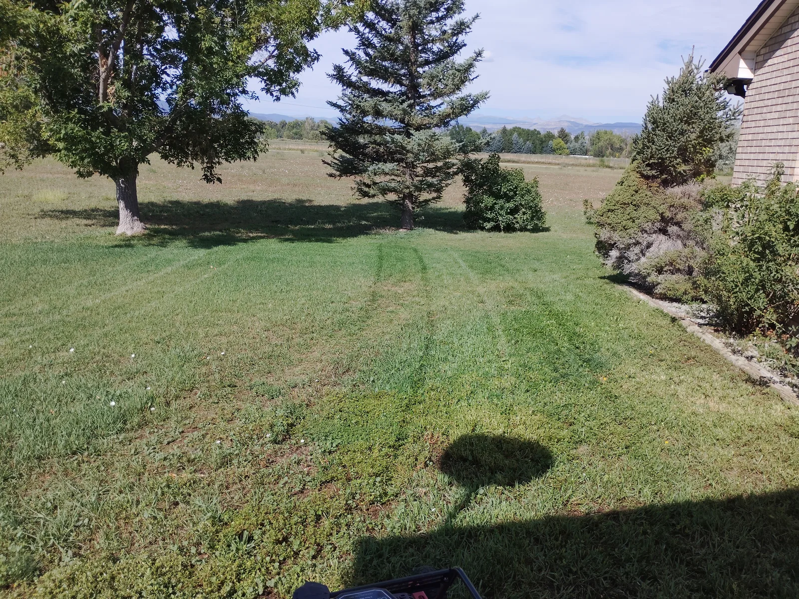 Freshly mowed Front Range lawn